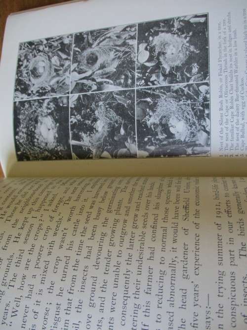 The Natural History of South Africa. BIRDS Vol I. FW Fitzsimons, 1923