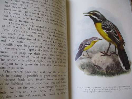 The Natural History of South Africa. BIRDS Vol I. FW Fitzsimons, 1923