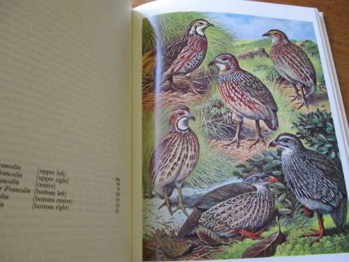 Gamebirds of Southern Africa  P.A. Clancey