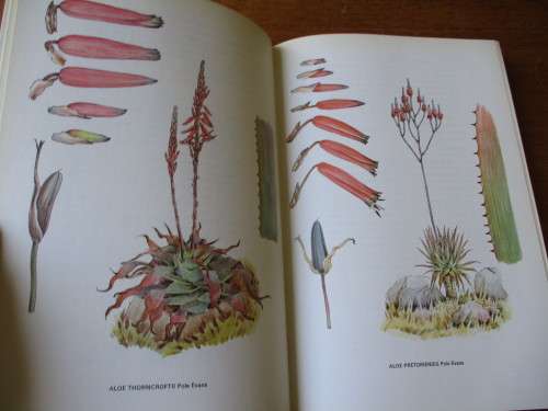 SOUTH AFRICAN ALOES Barbara Jeppe