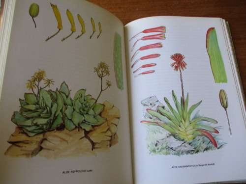 SOUTH AFRICAN ALOES Barbara Jeppe
