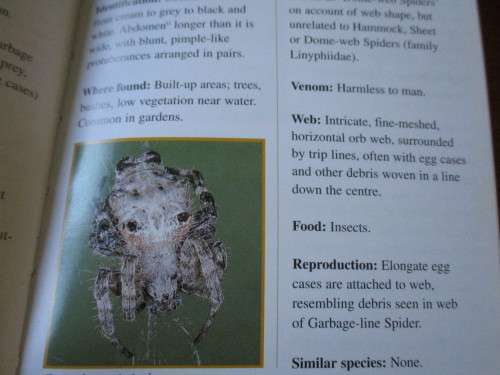 SPIDERS & SCORPIONS OF SOUTHERN AFRICA    South African SPIDERS & SCORPIONS