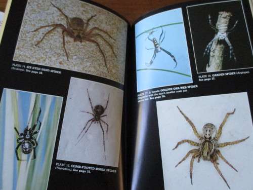SPIDERS & SCORPIONS OF SOUTHERN AFRICA    South African SPIDERS & SCORPIONS