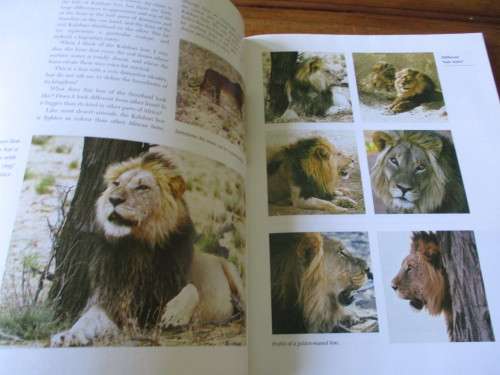 HUNTERS OF THE DUNES  THE STORY OF THE KALAHARI LION  Fritz Eloff