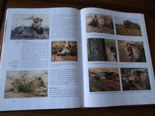 HUNTERS OF THE DUNES  THE STORY OF THE KALAHARI LION  Fritz Eloff