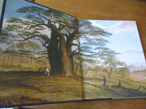 THE REMARKABLE BAOBAB  THOMAS PAKENHAM