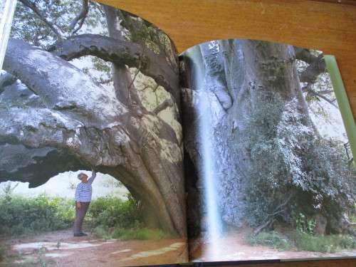 THE REMARKABLE BAOBAB  THOMAS PAKENHAM