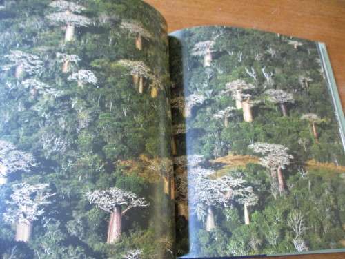 THE REMARKABLE BAOBAB  THOMAS PAKENHAM