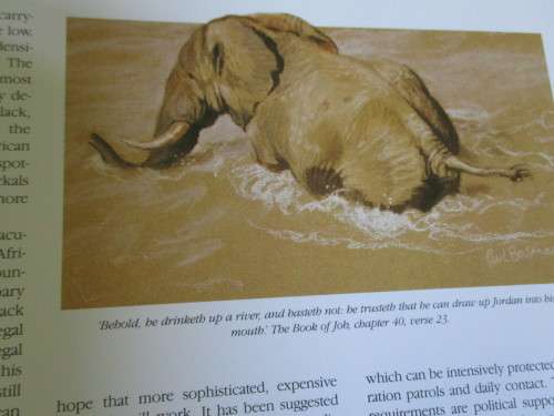 ELEPHANTS OF AFRICA  Paul Bosman  Anthony Hall-Martin