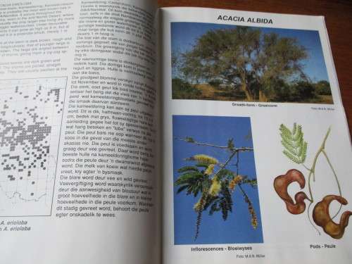 ACACIAS  Tree of the year 1989 Die boom van die jaar