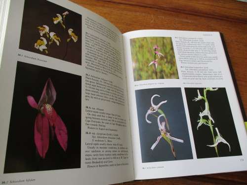 WILD ORCHIDS OF Southern Africa  Joyce Steward, H.P Linder, E.A. Schelpe, A.V. Hall