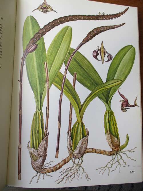 SOUTHERN AFRICAN EPIPHYTIC ORCHIDS  JOHN S. BALL