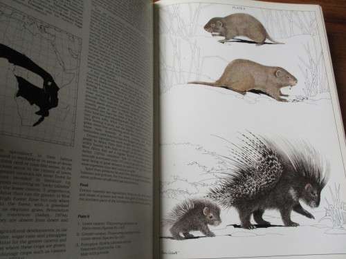 The Mammals of the Southern African Subregion. SIGNED COPY. Reay HN Smithers