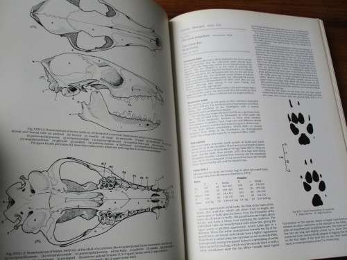 The Mammals of the Southern African Subregion. SIGNED COPY. Reay HN Smithers