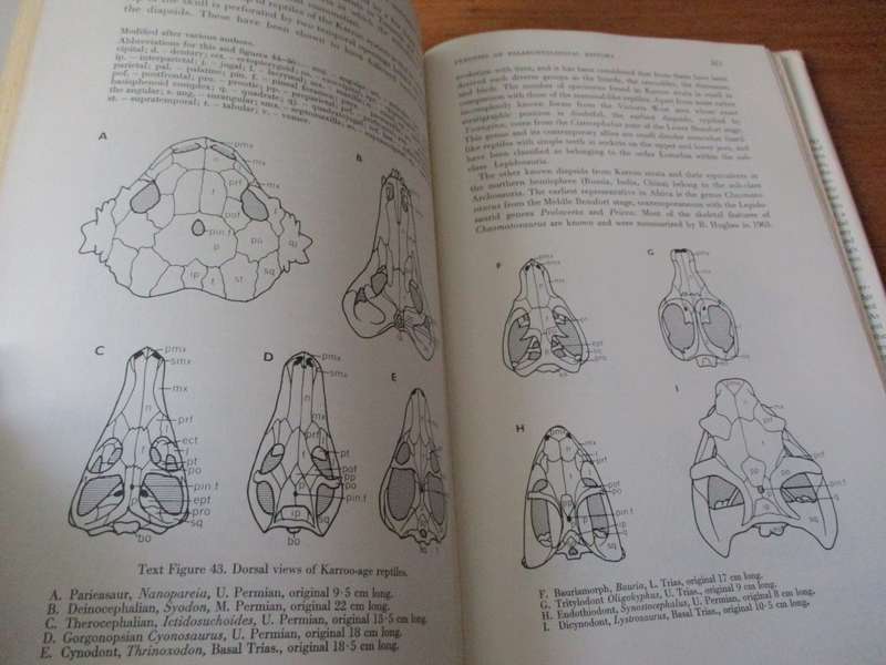 GEOLOGICAL HISTORY OF SOUTHERN AFRICA  S.H. HAUGHTON