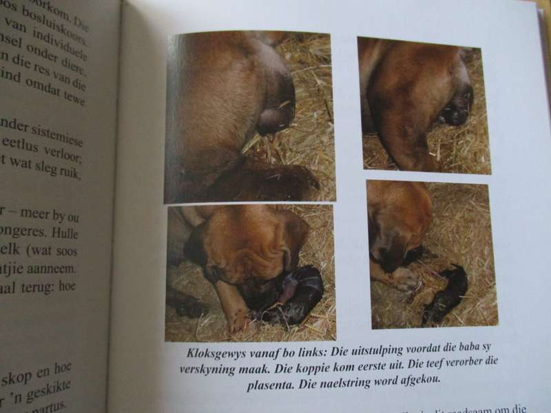 Die BOERBOEL eie aan Suid-Afrika  Anemari Pretorius