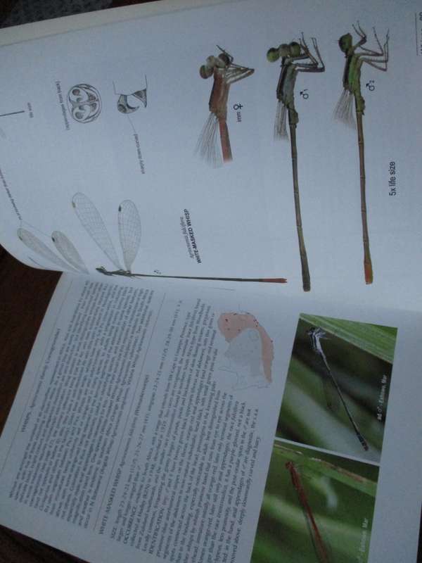 A Fieldguide to the Damselflies of South Africa  Warwick & Michele Tarboton