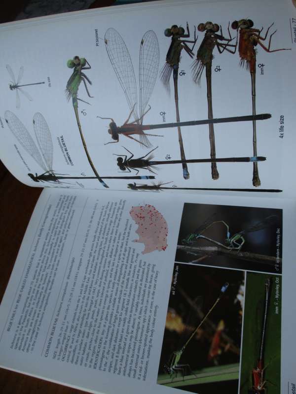 A Fieldguide to the Damselflies of South Africa  Warwick & Michele Tarboton