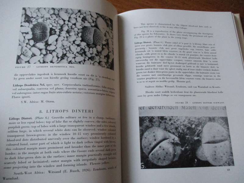 LITHOPS by G.C. Nel