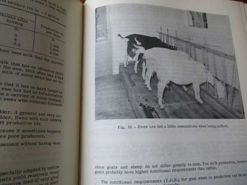 The Small Stock Industry in South Africa  Department of Agricultural Technical Services