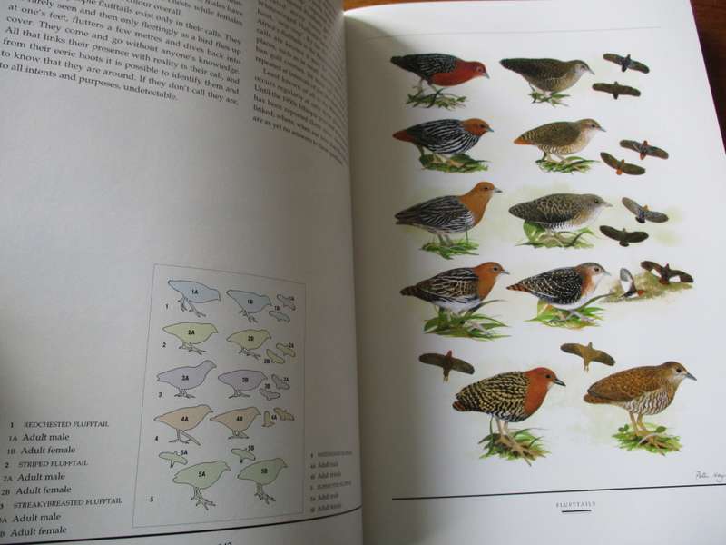 Birds of  Southern Africa  The Sasol plates collection P Hayman N Arlott  W Tarboton
