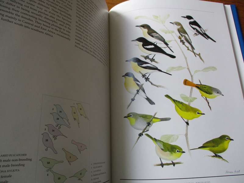 Birds of  Southern Africa  The Sasol plates collection P Hayman N Arlott  W Tarboton