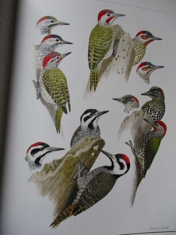 Birds of  Southern Africa  The Sasol plates collection P Hayman N Arlott  W Tarboton