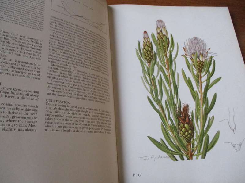 The Proteas of Southern Africa  John P. Rourke Fay Anderson