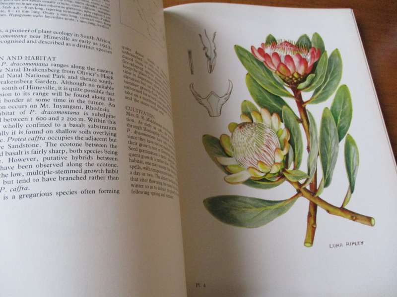 The Proteas of Southern Africa  John P. Rourke Fay Anderson