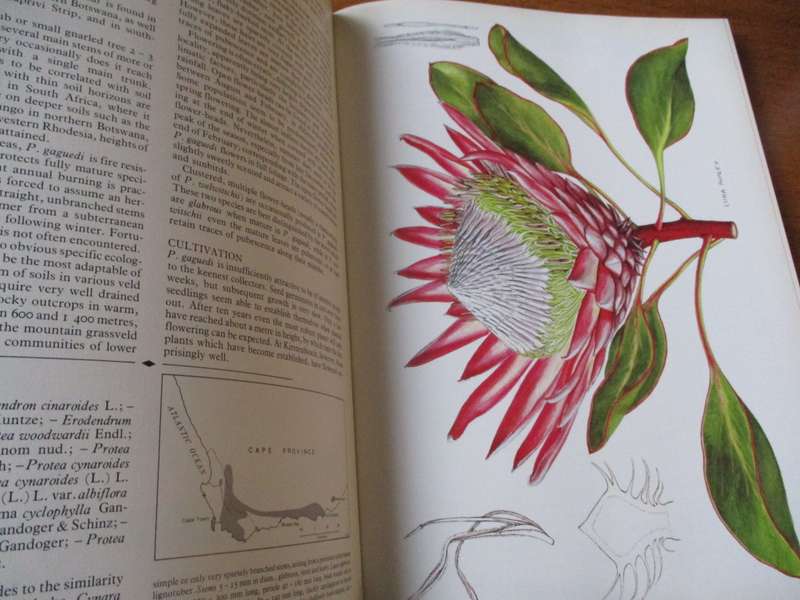 The Proteas of Southern Africa  John P. Rourke Fay Anderson
