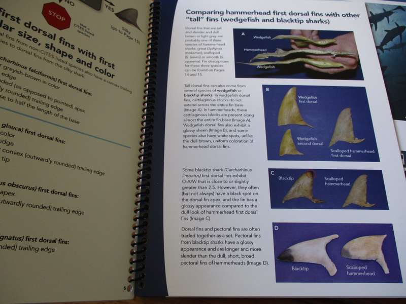 Protecting Sharks, Enforcing CITES/ Identifying Shark Fins Implementing and Enforcing CITES