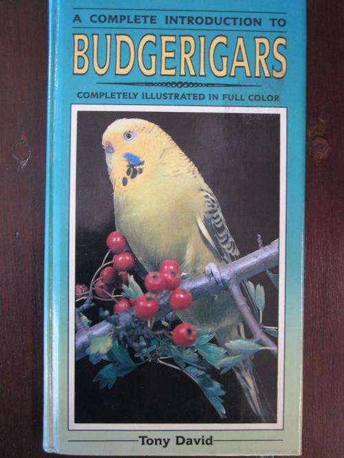 BUDGERIGARS. Tony David