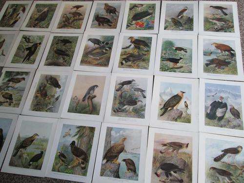 Plates of the Monograph of the Birds of Prey. H Gronvold Drawings