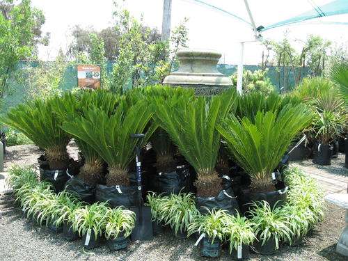 Broodbome (Cycads) 60L - COD SPECIAL