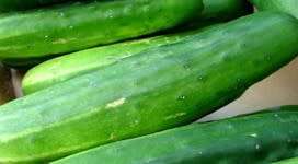 Cucumber Ashley - 15 Seeds
