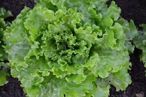 Lettuce Blond De Paris - 100 Seeds