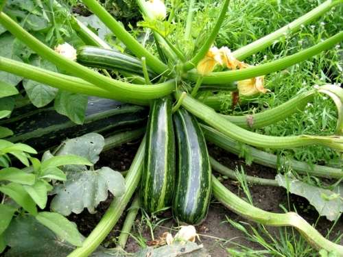 Squash Zucchini Caserta (Baby Marrow) - 25 Seeds