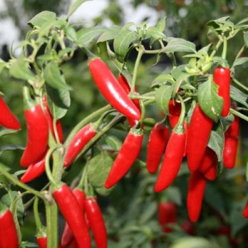 Chilli Serrano  - 15 Seeds
