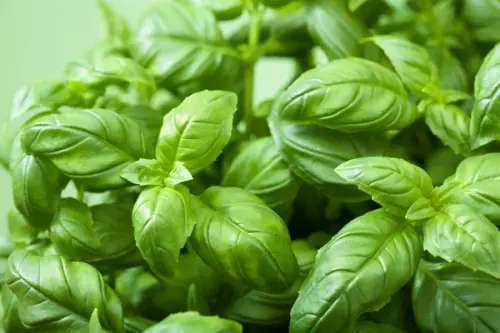 Basil Sweet Genovese - 200 Seeds
