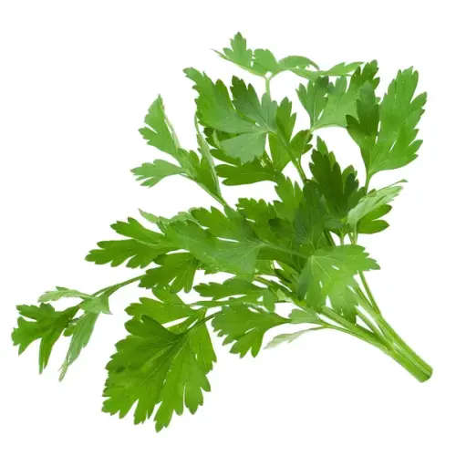 Parsley Flat Leaf Italian - 125 Seeds