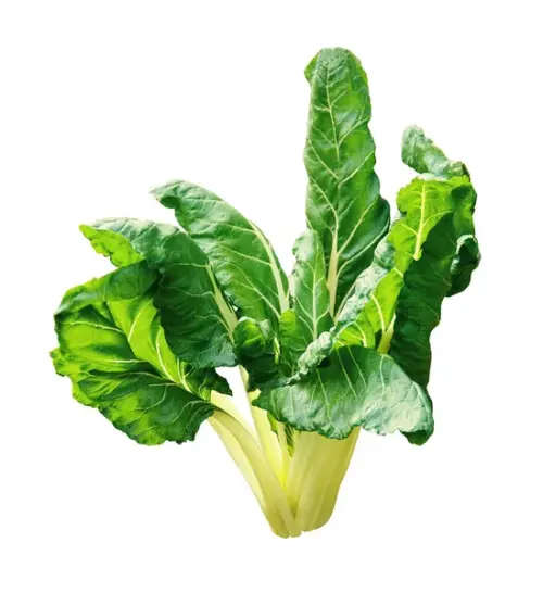 Spinach Swiss Chard Fordhook Giant - 50 Seeds