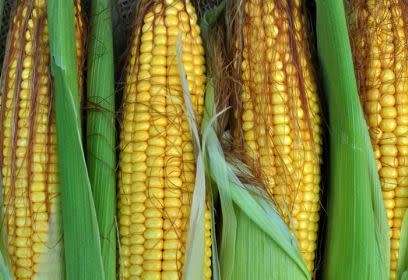 Maize Colorado (Yellow Grain) - 15 Seeds