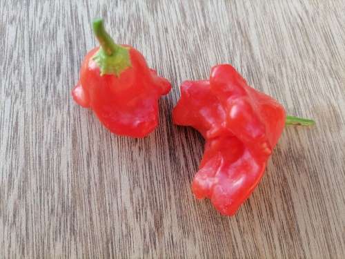 Chilli Bishops crown - 20 Seeds
