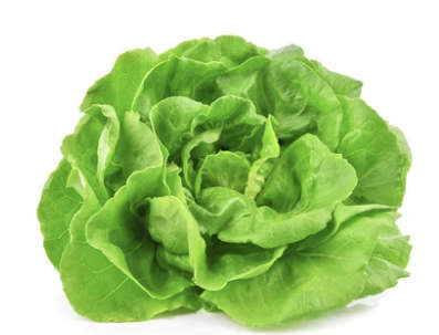 Lettuce - Butterhead Attraction - 100 Seeds