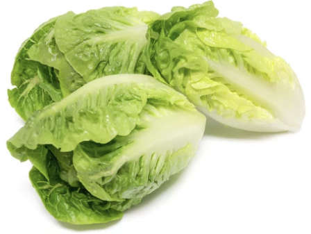 Lettuce - Little Gem - 100 Seeds