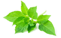 Basil - Lemon Lemonette - 100 Seeds