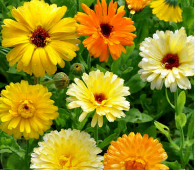 CALENDULA PACIFIC BEAUTY MIX - 40 Seeds