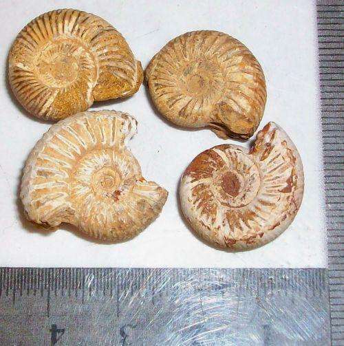 Fossil ammonites-cretaceaus-madagaskar-14g