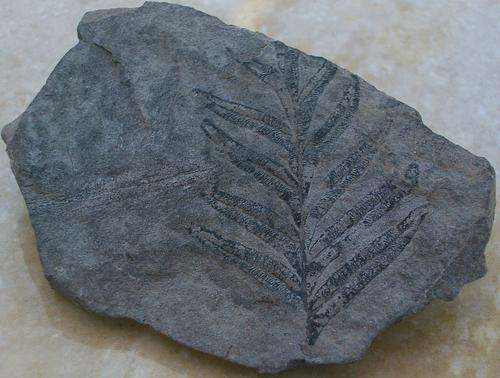 Fossil flora on slate-usa-33g