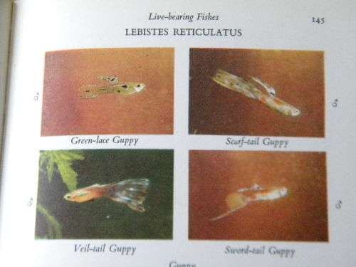 ALL ABOUT TROPICAL FISH  by Derek McInerny  and  Geoffrey Gerard